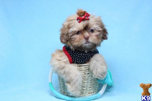 lvpuppyheaven Picture 2